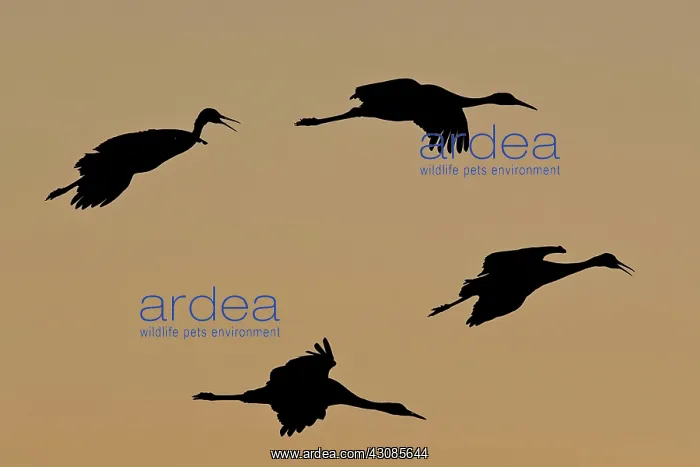 : Sandhill Crane : Sandhill Crane