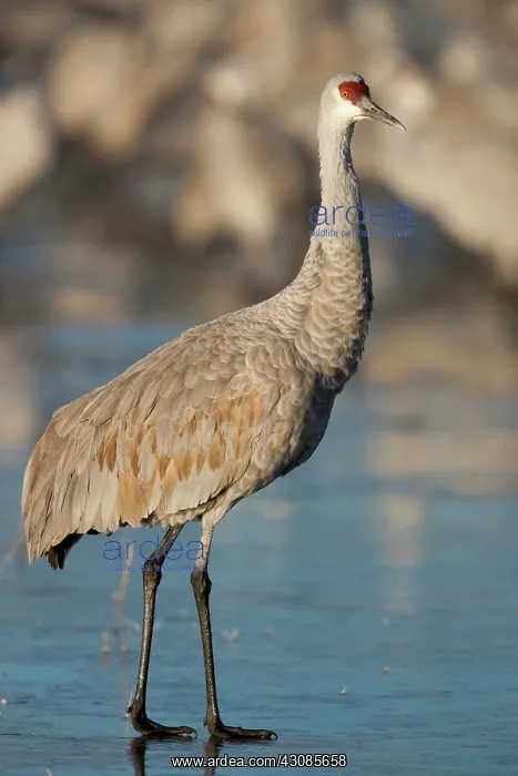 : Sandhill Crane : Sandhill Crane