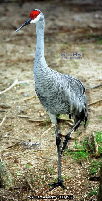 : Sandhill Crane : Sandhill Crane
