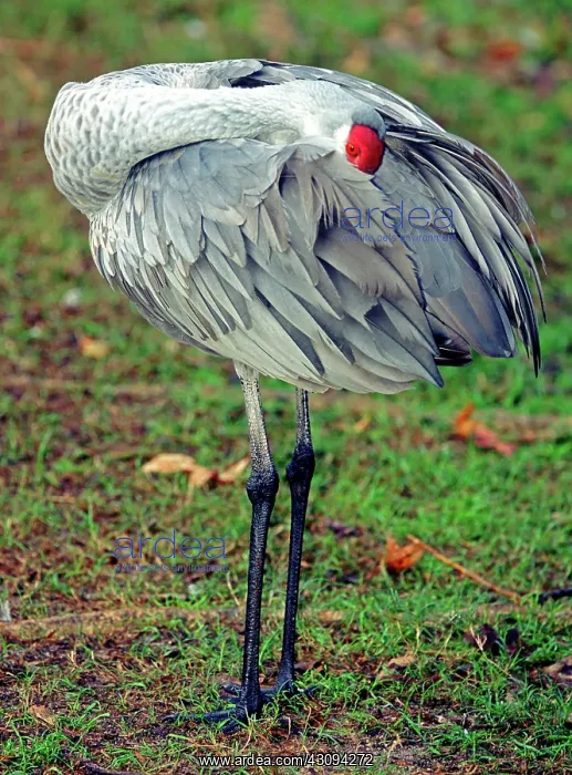 : Sandhill Crane : Sandhill Crane