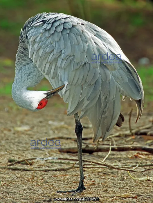 : Sandhill Crane : Sandhill Crane