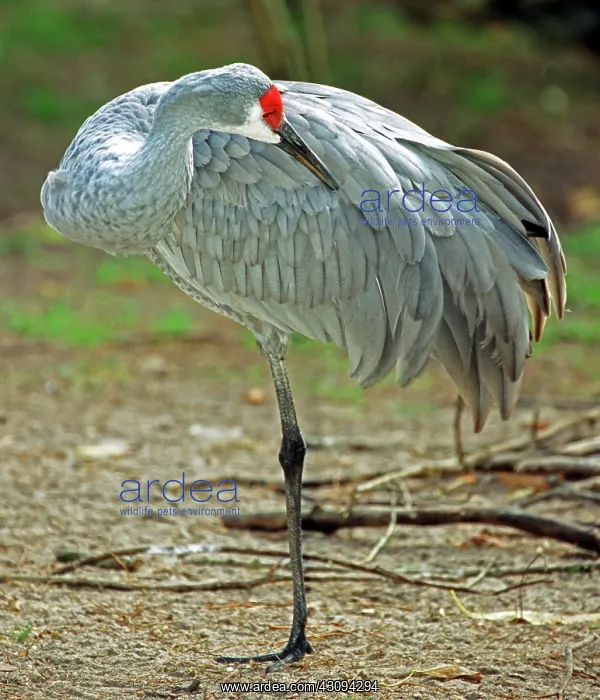 : Sandhill Crane : Sandhill Crane