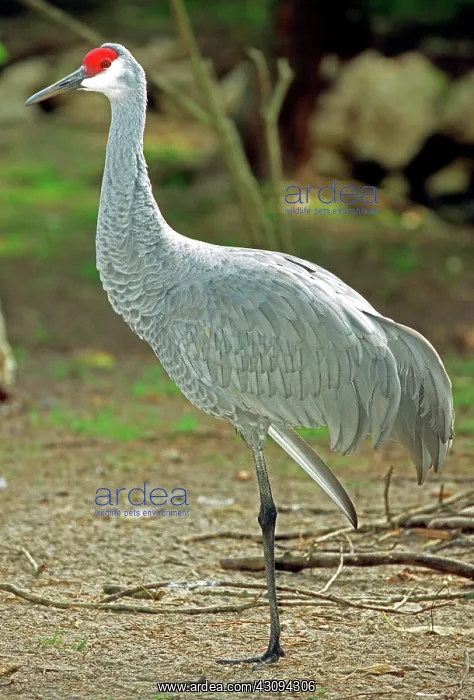 : Sandhill Crane : Sandhill Crane