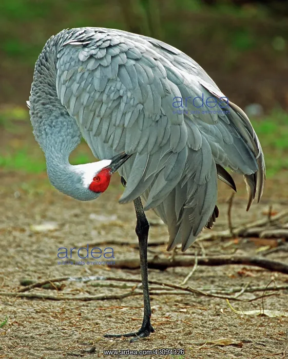 : Sandhill Crane : Sandhill Crane