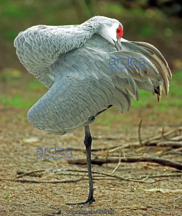 : Sandhill Crane : Sandhill Crane