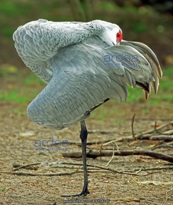 : Sandhill Crane : Sandhill Crane