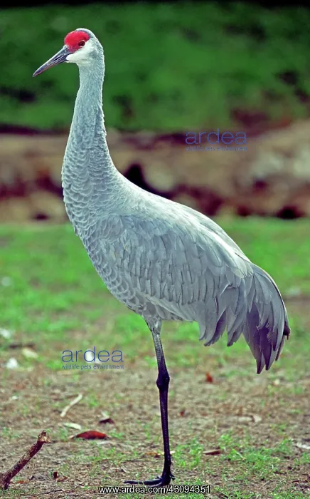 : Sandhill Crane : Sandhill Crane