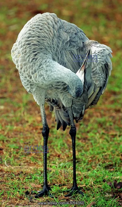 : Sandhill Crane : Sandhill Crane