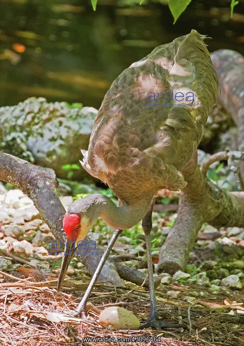 : Sandhill Crane : Sandhill Crane