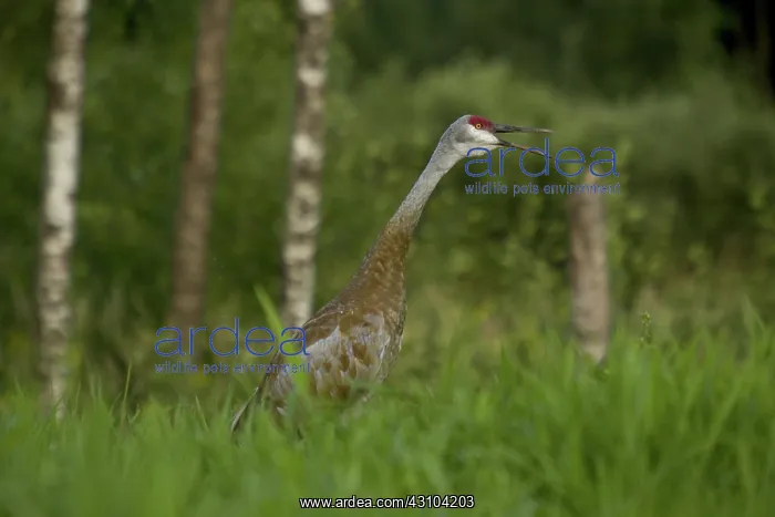 : Sandhill Crane : Sandhill Crane