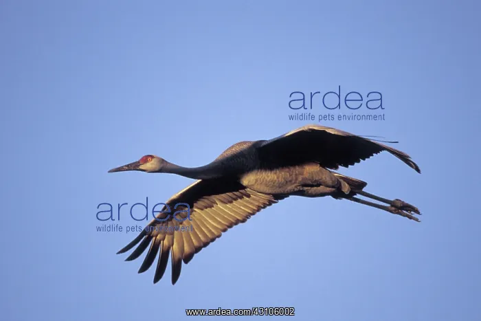 : Sandhill Crane : Sandhill Crane