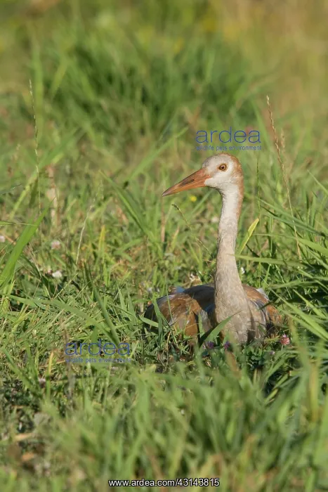 : Sandhill Crane : Sandhill Crane
