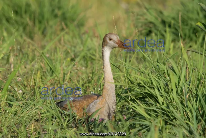 : Sandhill Crane : Sandhill Crane