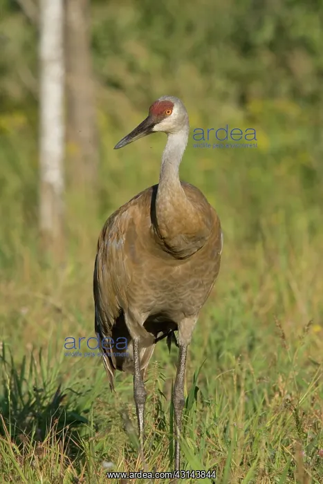 : Sandhill Crane : Sandhill Crane