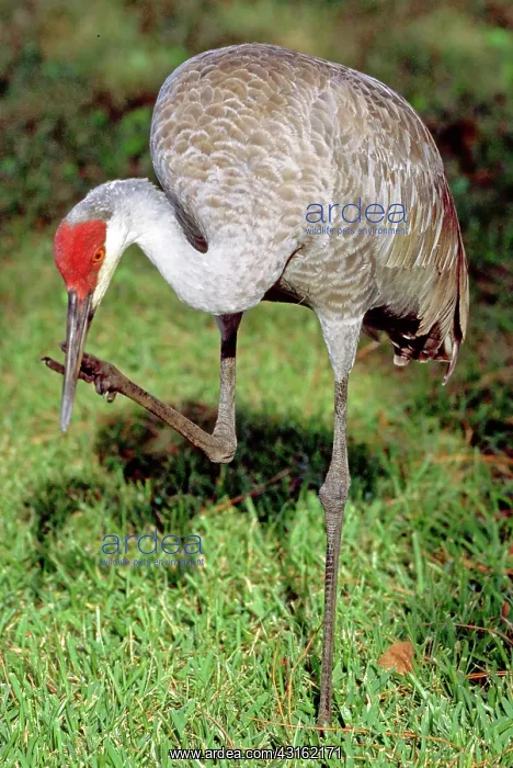 : Sandhill Crane : Sandhill Crane