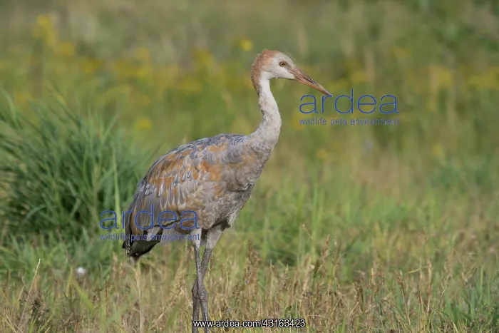 : Sandhill Crane : Sandhill Crane