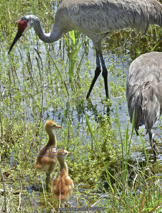  : Sandhill Crane