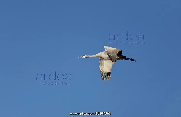 : Sandhill Crane : Sandhill Crane