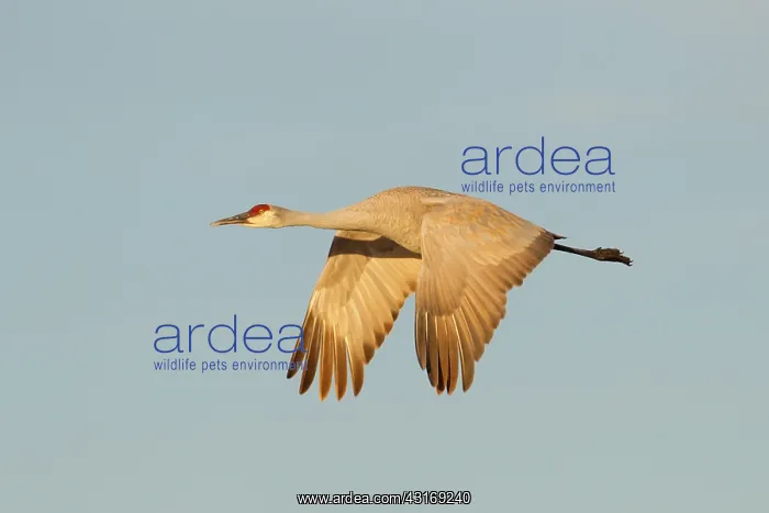 : Sandhill Crane : Sandhill Crane