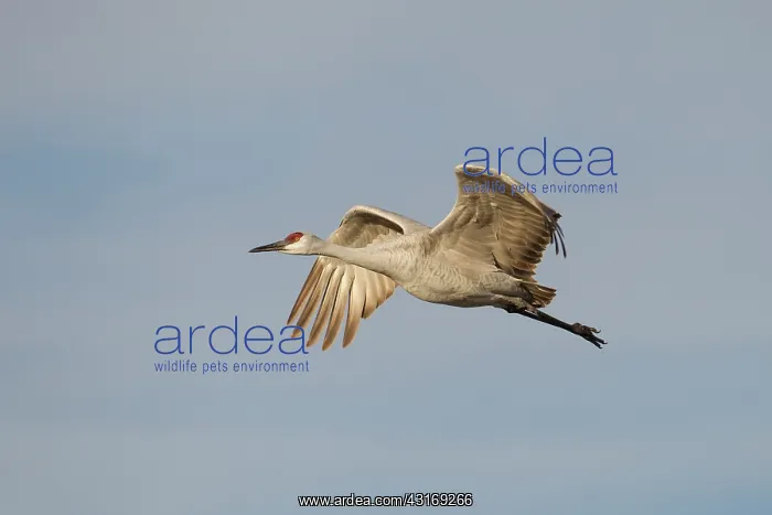 : Sandhill Crane : Sandhill Crane