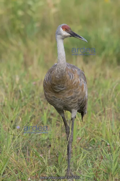 : Sandhill Crane : Sandhill Crane