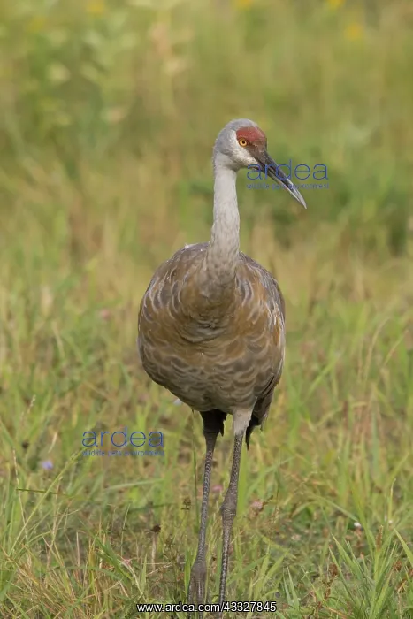: Sandhill Crane : Sandhill Crane