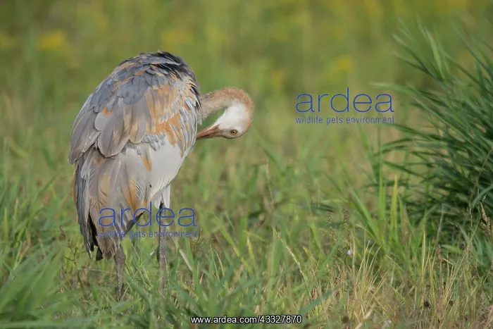: Sandhill Crane : Sandhill Crane