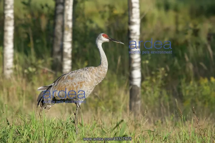 : Sandhill Crane : Sandhill Crane