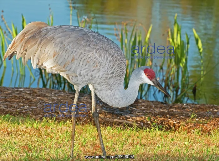  : Sandhill Crane