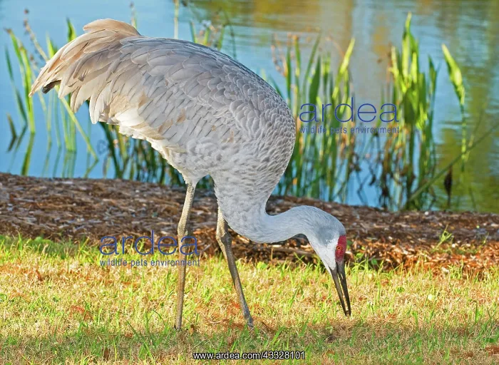  : Sandhill Crane