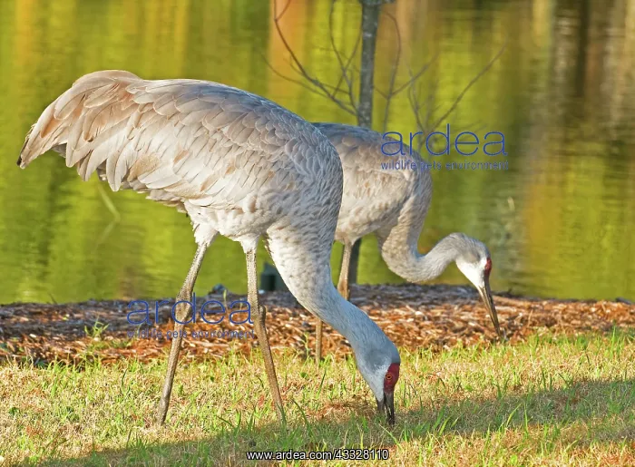 : Sandhill Crane : Sandhill Crane