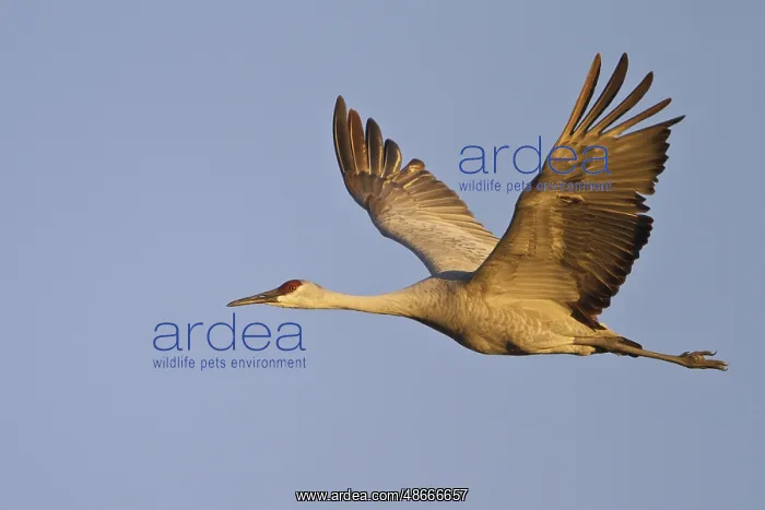 : Sandhill Crane (Antigone canadensis) flying, New Mexico : Sandhill Crane (Antigone canadensis) flying, New Mexico