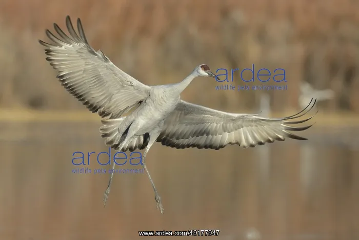 : Sandhill Crane (Antigone canadensis) flying : Sandhill Crane (Antigone canadensis) flying