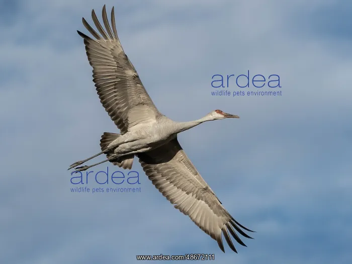 : Sandhill crane calling while flying, Bernardo Wildlife Area : Sandhill crane calling while flying, Bernardo Wildlife Area