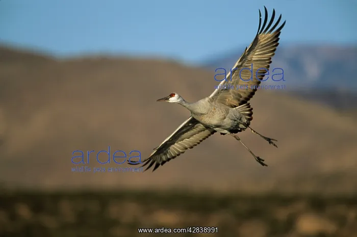 : Sandhill CRANE - Coming in to land : Sandhill CRANE - Coming in to land