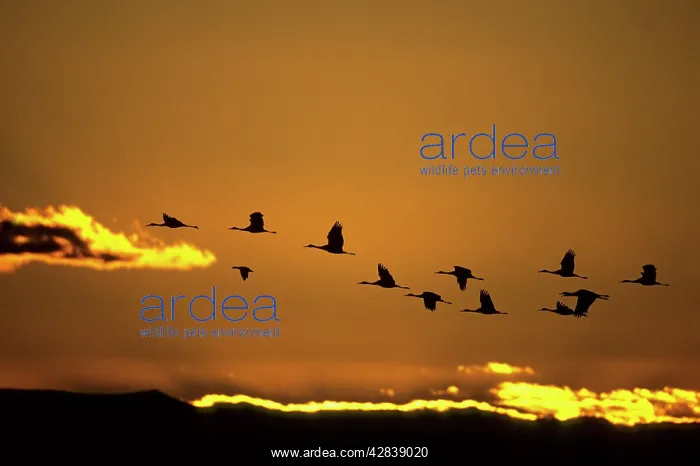 : Sandhill CRANE - Dawn flight : Sandhill CRANE - Dawn flight