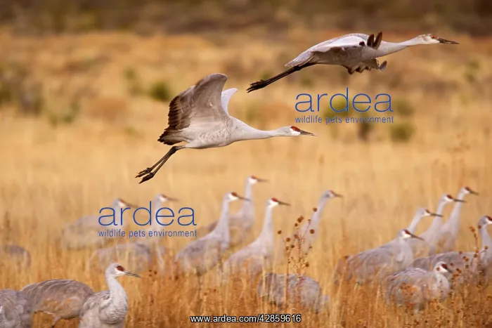 : Sandhill Crane - in flight : Sandhill Crane - in flight