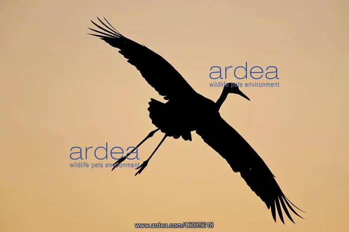 : Sandhill Crane in Flight : Sandhill Crane in Flight