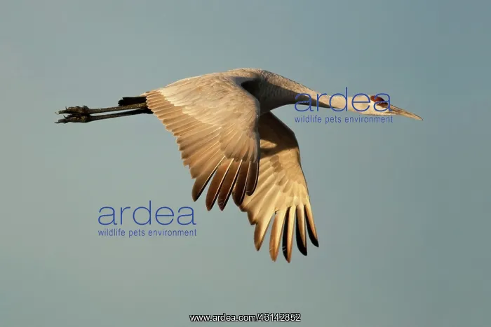 : Sandhill Crane in Flight : Sandhill Crane in Flight