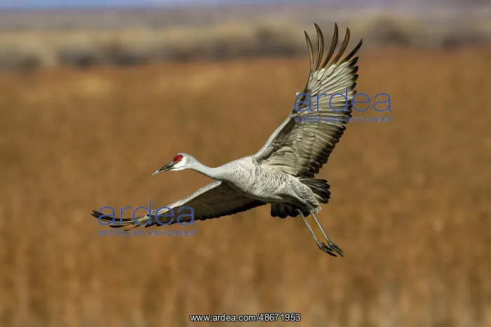 : Sandhill crane in flight. Bosque del Apache National : Sandhill crane in flight. Bosque del Apache National