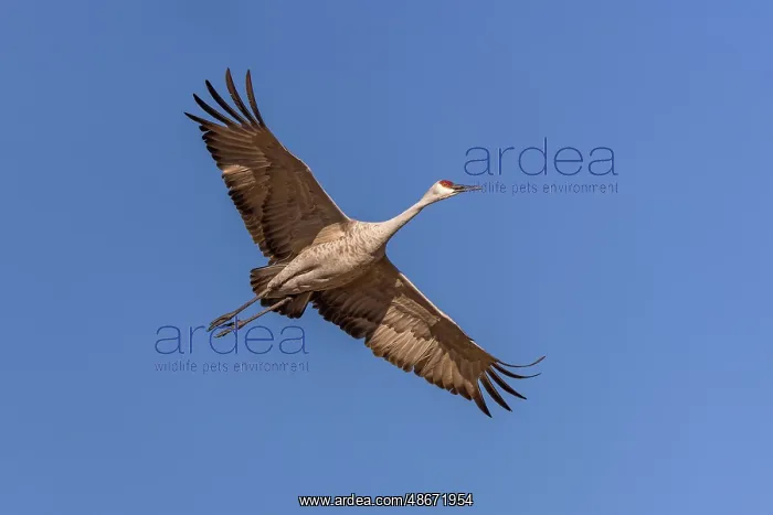 : Sandhill crane in flight. Bosque del Apache National : Sandhill crane in flight. Bosque del Apache National