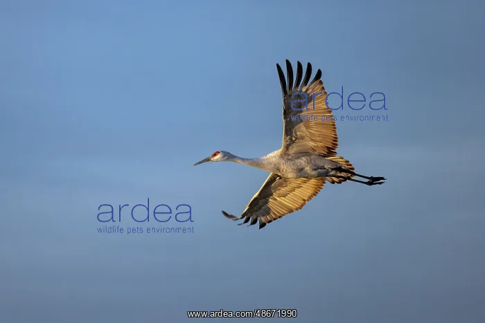 : Sandhill crane in flight. Bosque del Apache National : Sandhill crane in flight. Bosque del Apache National