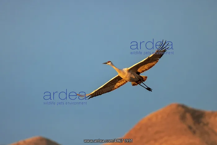 : Sandhill crane in flight. Bosque del Apache National : Sandhill crane in flight. Bosque del Apache National