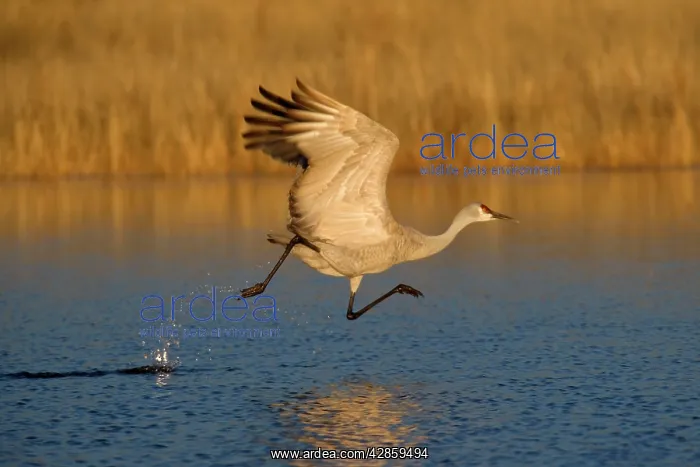 : Sandhill Crane - in flight over the water : Sandhill Crane - in flight over the water