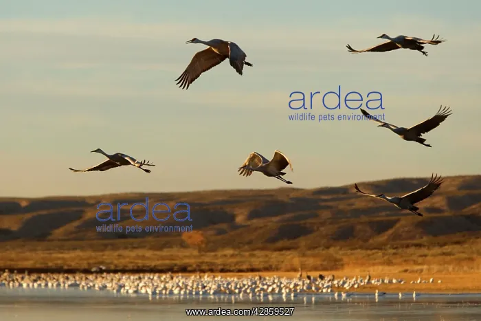: Sandhill Crane - in flight over the water : Sandhill Crane - in flight over the water