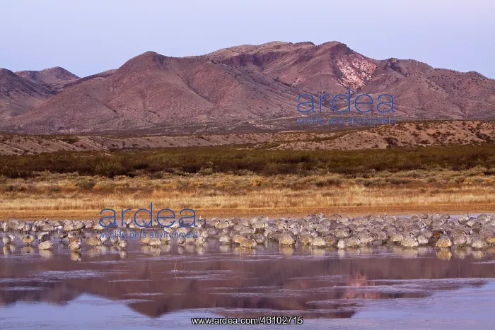 : Sandhill Crane flock : Sandhill Crane flock