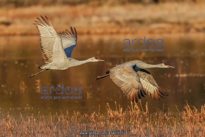 : Sandhill crane flying. Bosque del Apache National : Sandhill crane flying. Bosque del Apache National