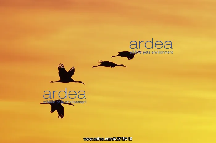 : Sandhill Crane - Flying in to roost site at sunset : Sandhill Crane - Flying in to roost site at sunset