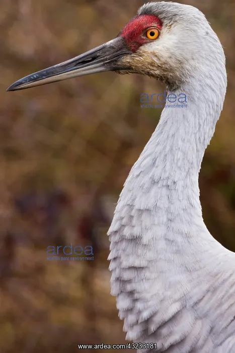  : Sandhill crane, George C. Reifel Migratory