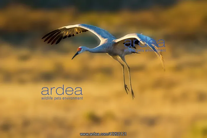 : Sandhill Crane (Grus americana) at landing : Sandhill Crane (Grus americana) at landing